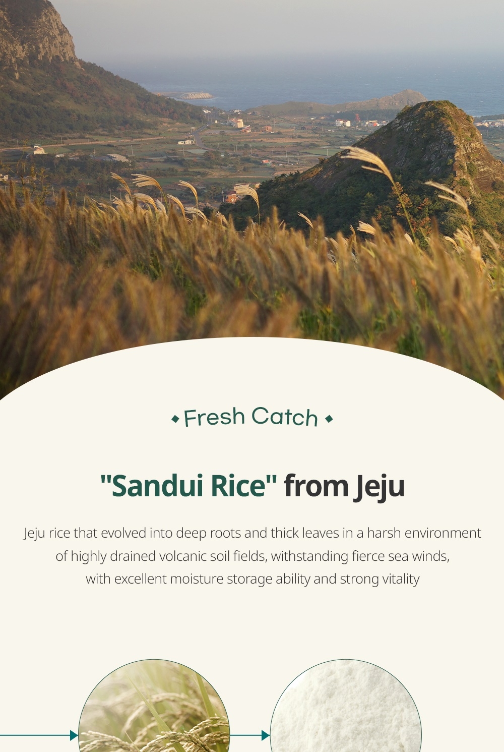 Goodal Vegan Rice Milk Moisturizing Cream Jeju Sandui rice origin