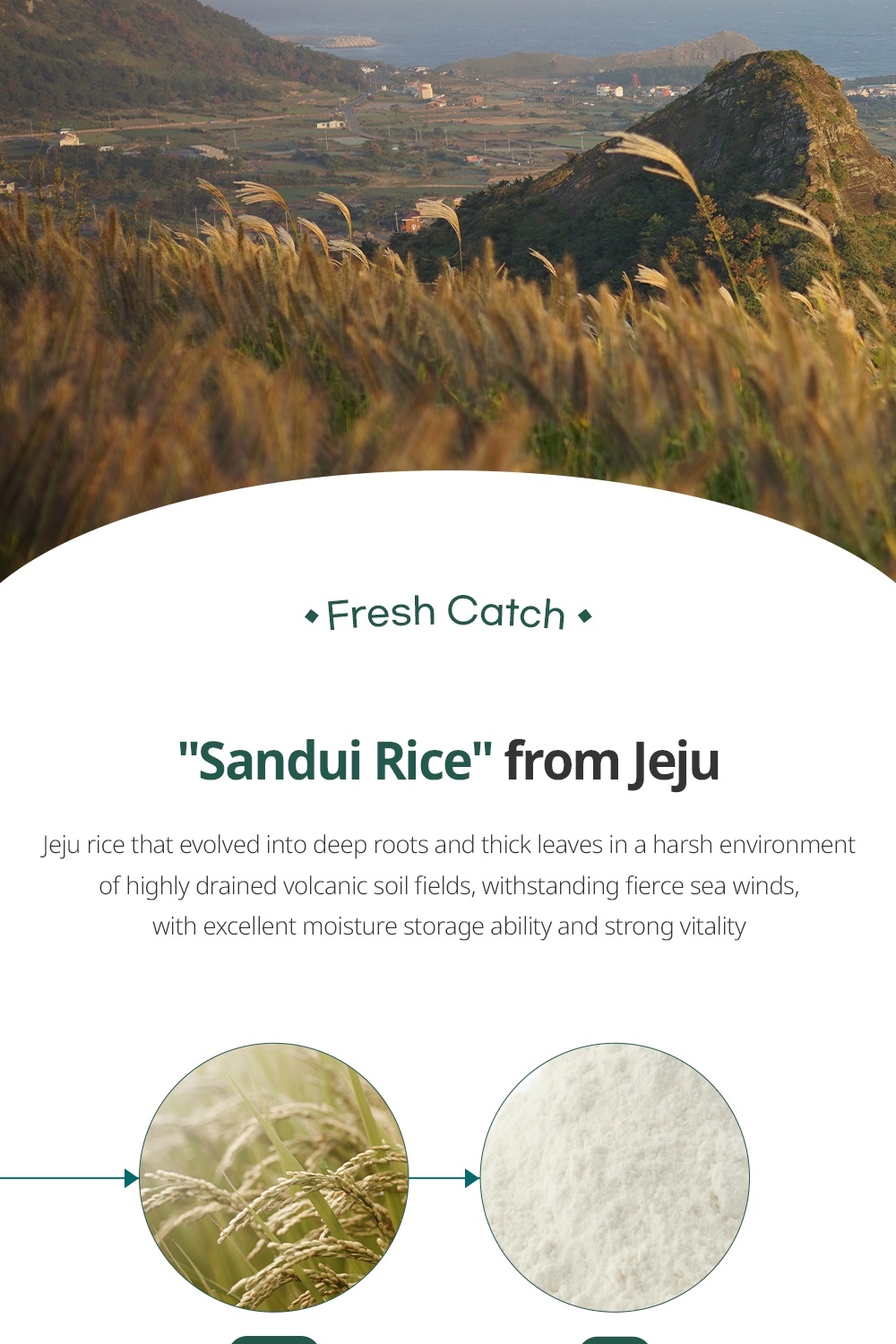 Goodal Vegan Rice Milk Toner Jeju Sandui rice ingredient origin
