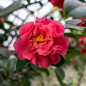 Camellia Oil