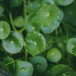 Centella Asiatica Extract