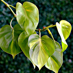 Heartleaf-Derived Ingredients