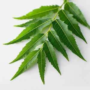 Neem Leaf Extract