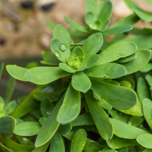Purslane Extract
