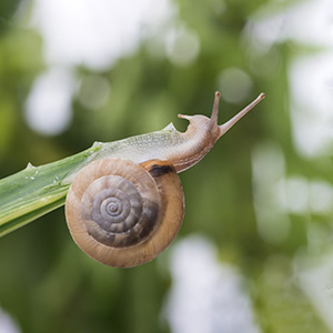 Snail Mucin