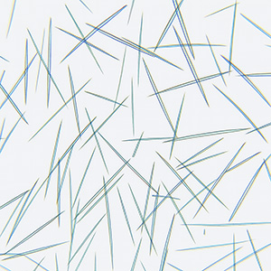 Spicule
