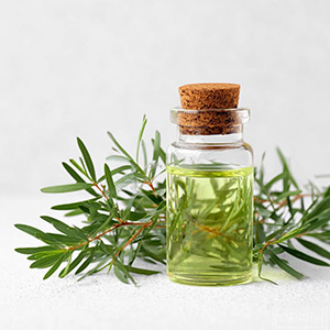 Tea Tree Extract