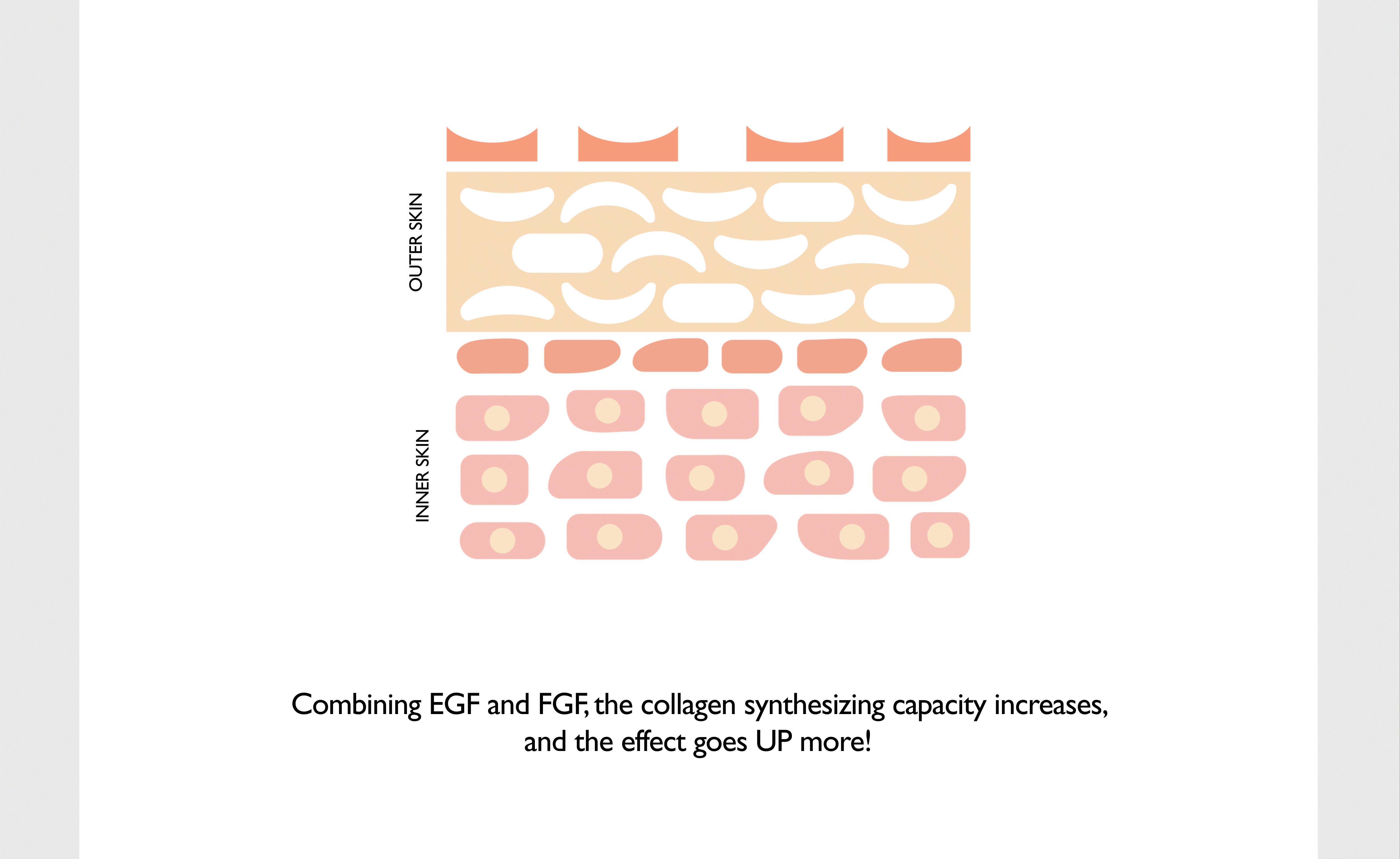 haruharu wonder Black Rice 2GF Wonderful Ampoule EGF and FGF collagen synthesis skin layer diagram